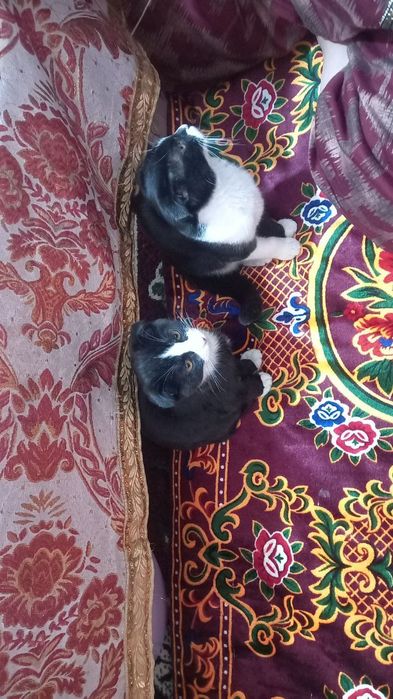 Chiroyli mushuk ikkita