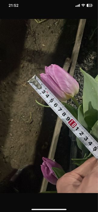 Тюльпаны оптом самые крупные в Казахстане