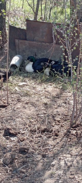 Продаютя утки кряквы