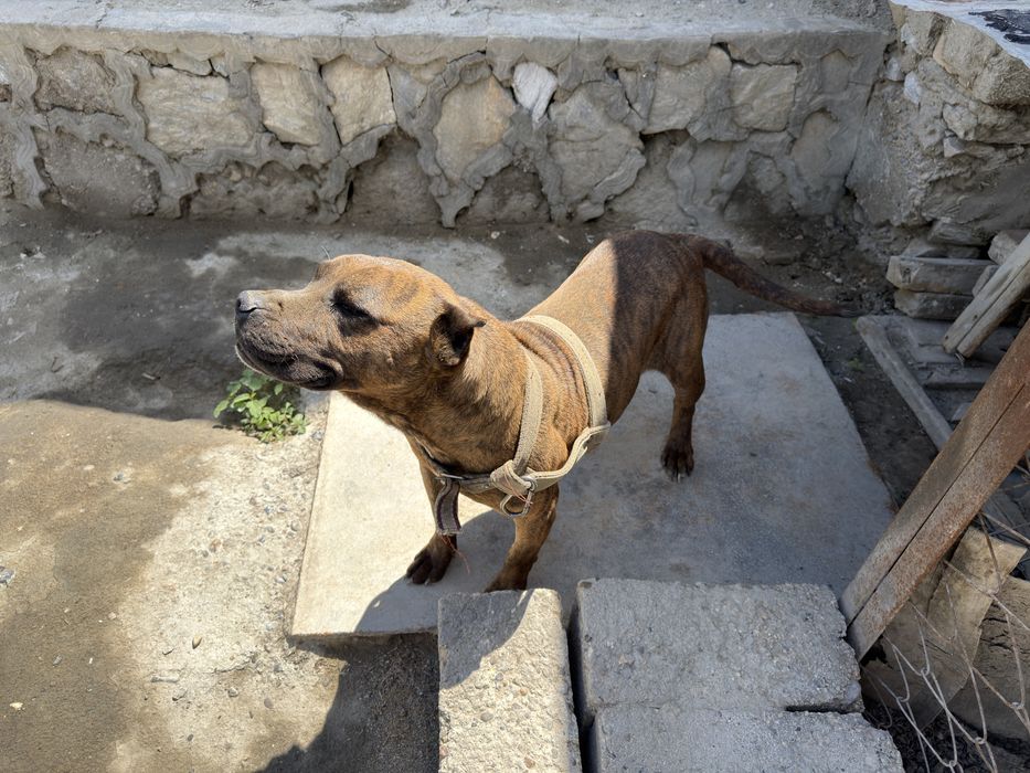 Amerikanskiy Pitbull
