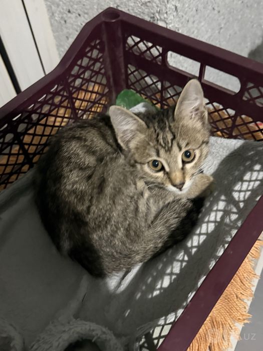 Котенок в добрые руки