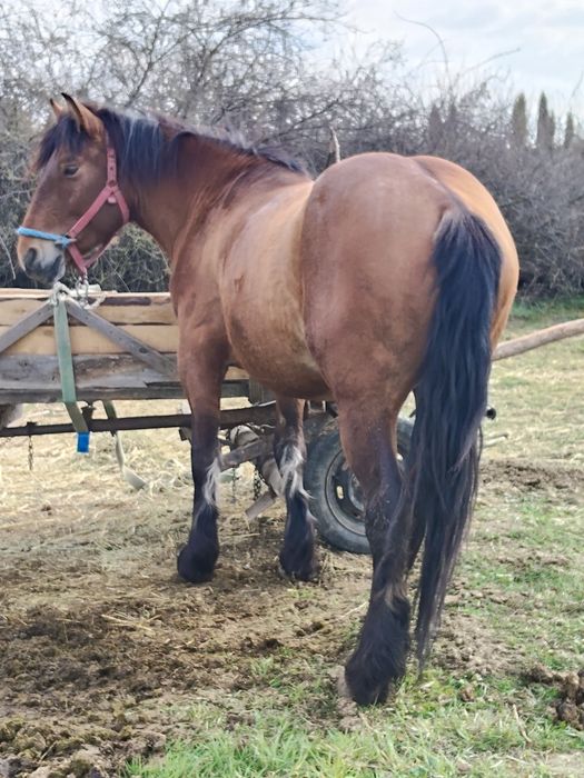 Vând harmasar de 3 ani foarte cuminte merge foarte bine la căruță