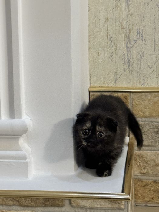 Продаются вислоухие котята
