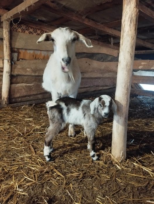 Ied pentru Paște, carcasă cu livrare gratuită