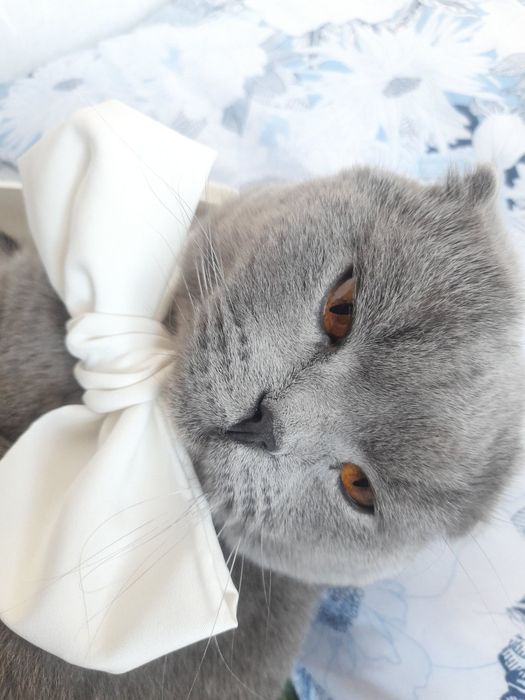 Scottish Fold sotiladi