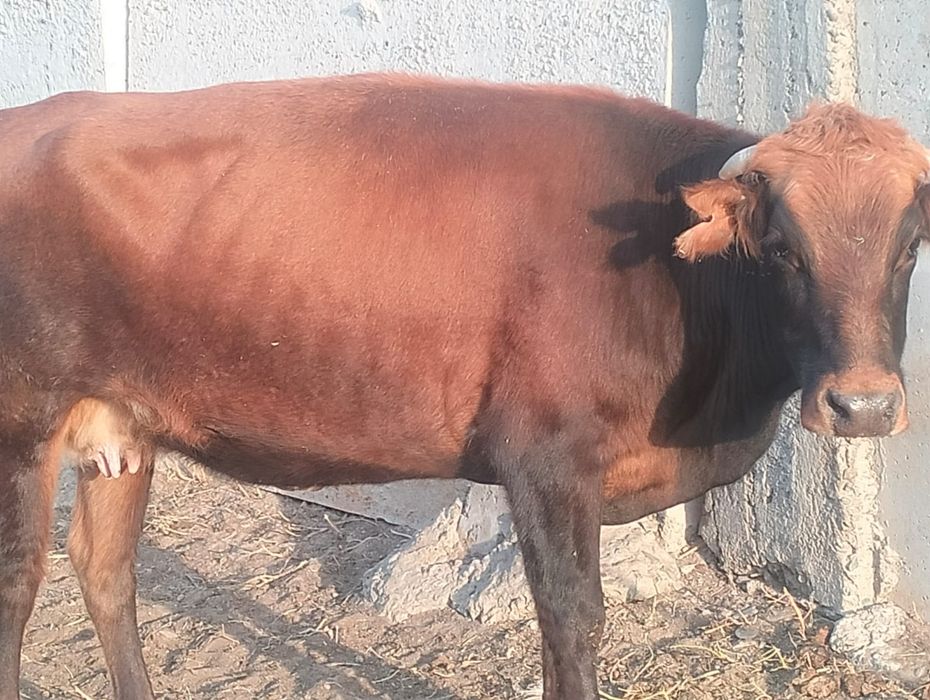 Крупно рогатый скот