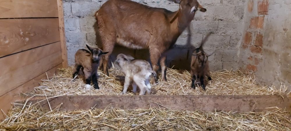 De vânzare ieduti și capre