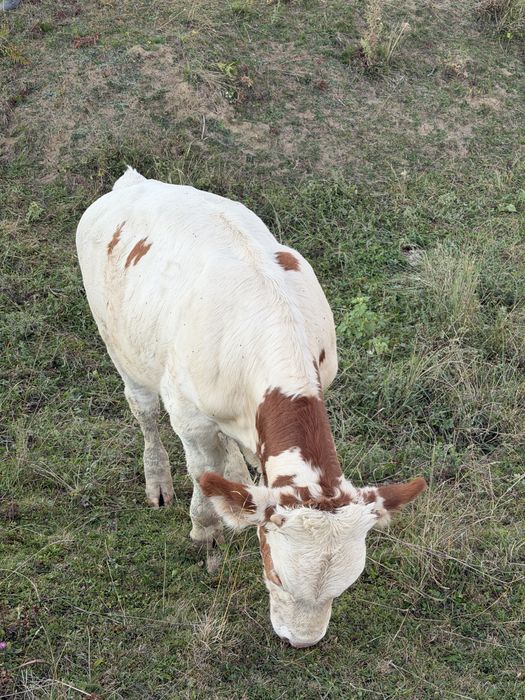 Vacă si vitel se vanzare