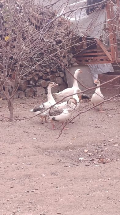 Gʼoz va kurkala sotiladi