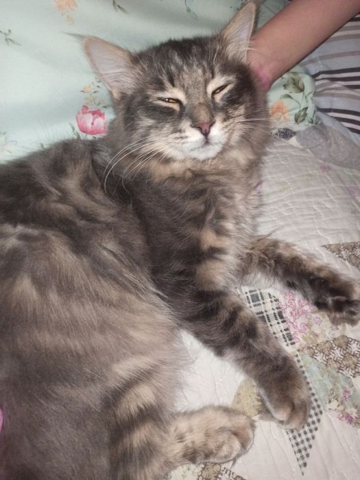 Кот 8 месяцев пушистый милый обязательно понравится