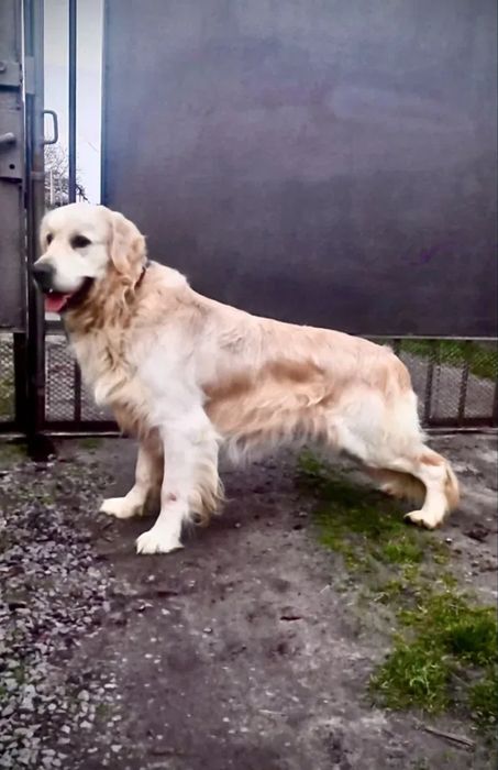 Чистокръвени  голдън ретривър женски и мъжки 
Мъжки и женски 
К