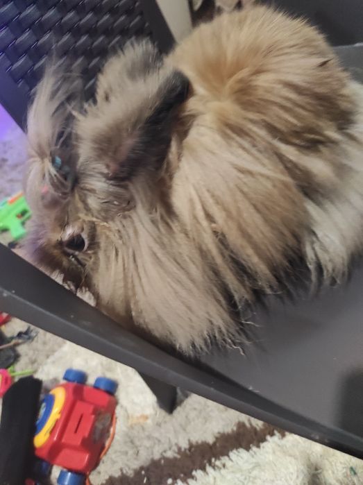 Декоративни зайци