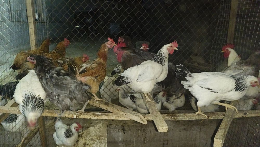 Адлерский Серебристый