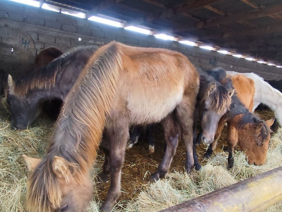 Жабағы сатылады 54 бас