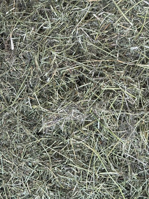 Жоңышқа, люцерна, клевер