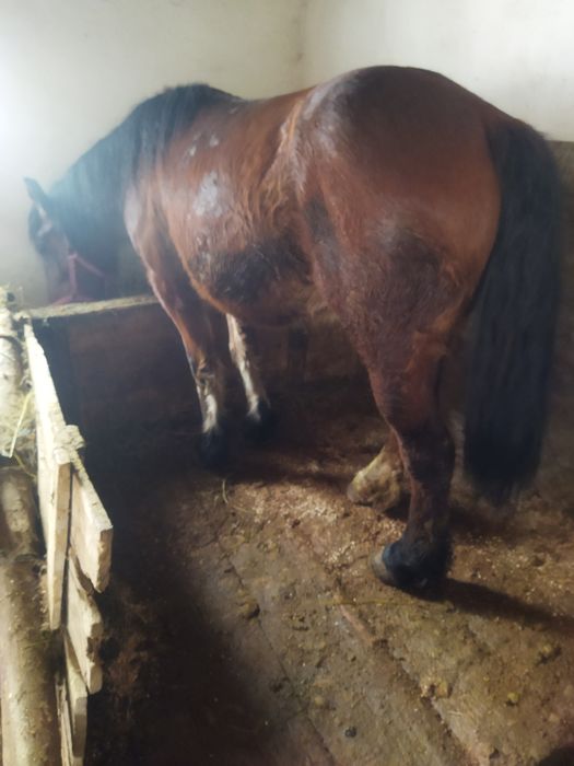 Mânză de 2 mai multe detalii la tel