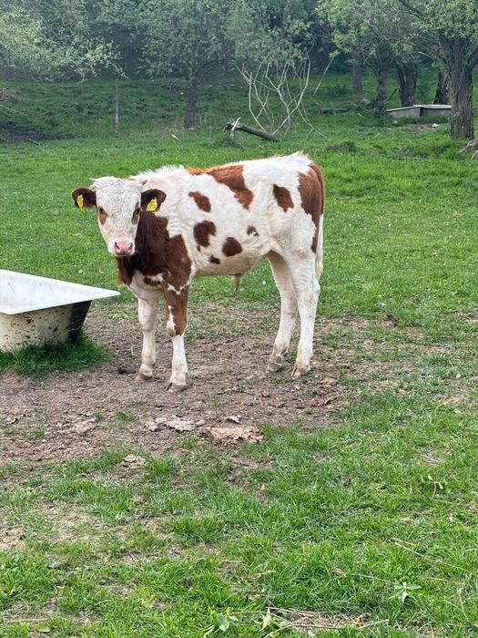 Tăuraș și Vitea bălțata românească