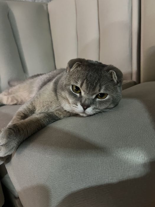Вязка!!! Скотиш фолд