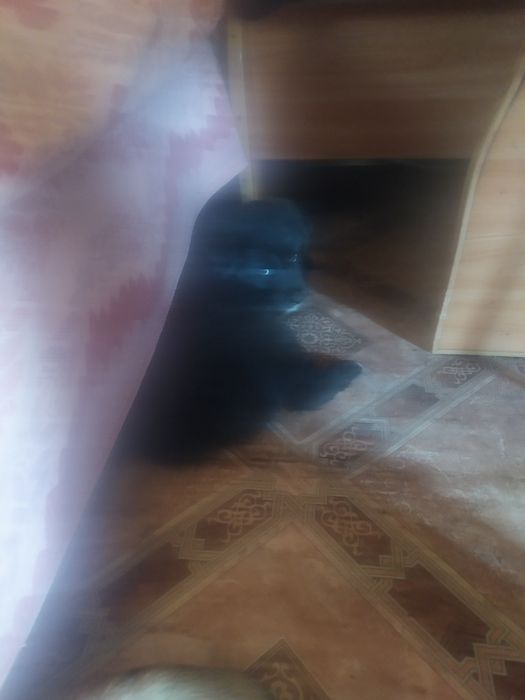 Отдам щенков дворняжки