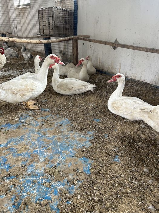 Индоутка тяжелой линии