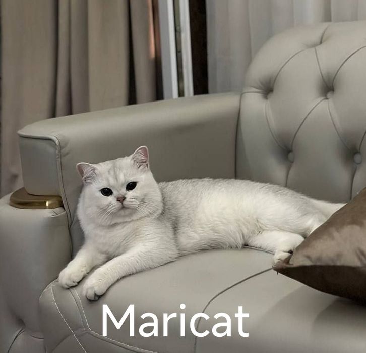 ВЯЗКА!!! Британец серебро шиншилла