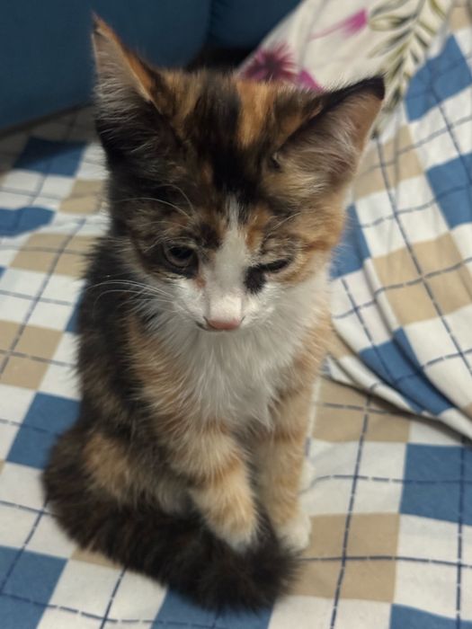 Котёнок-девочка, трёхцветная