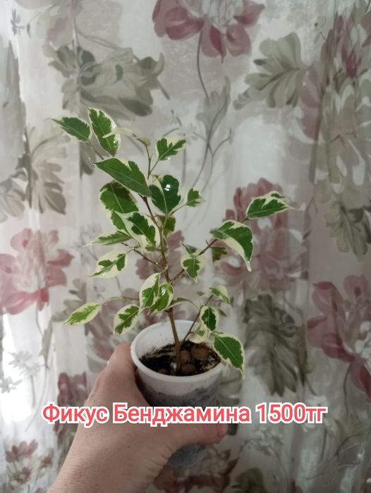 Комнатные растения(малыши)