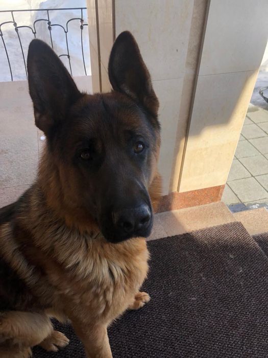 Вязка немецкая овчарка, кобель