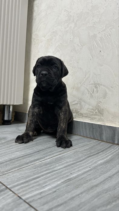 Щенки Кане корсо