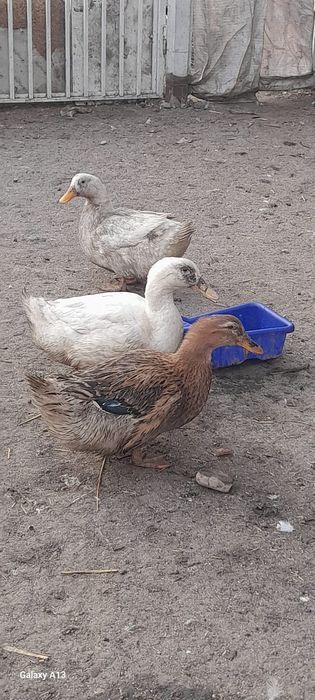 Продам хороших уток