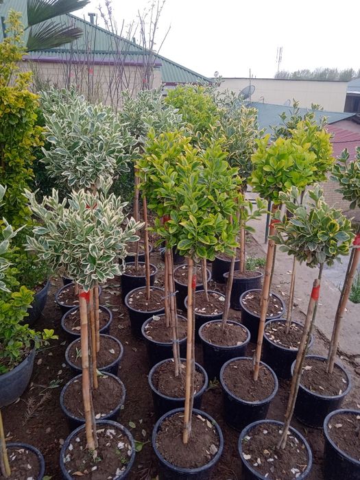 Landshaftni dizayner gazon xizmati