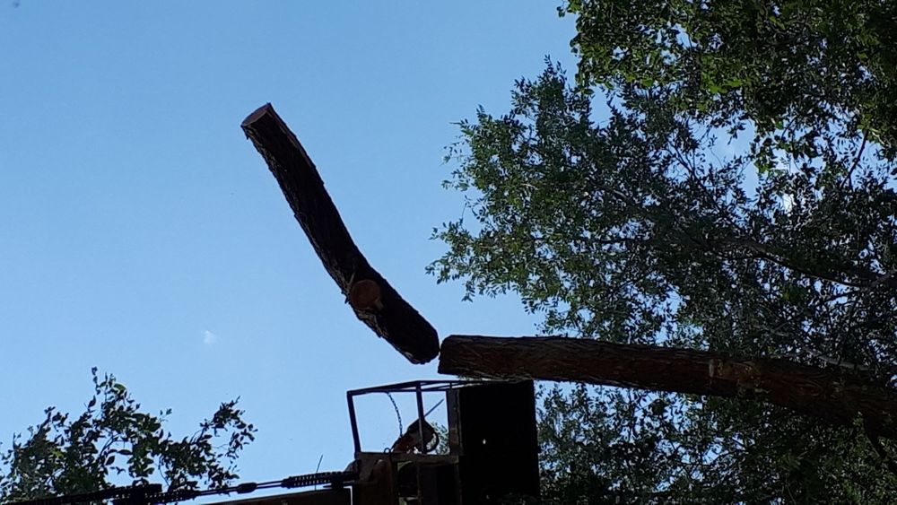 Спил деревьев распил на дрова