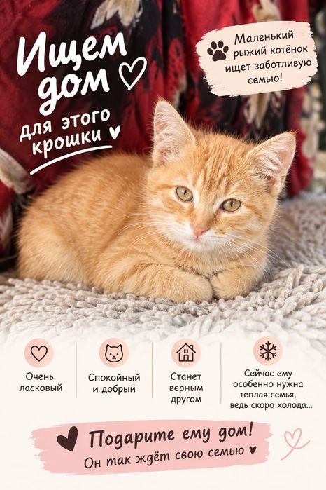 Котенок в добрые руки