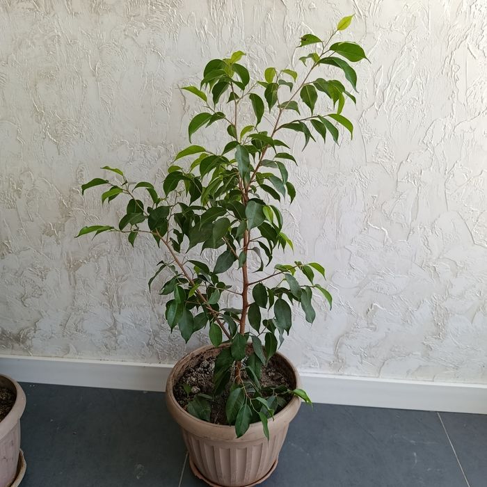 Цветы разные продам