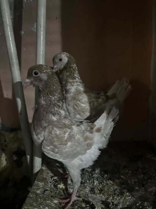 Голуби оптом заберайте