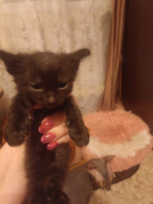 Продам котят донского сфинкса.