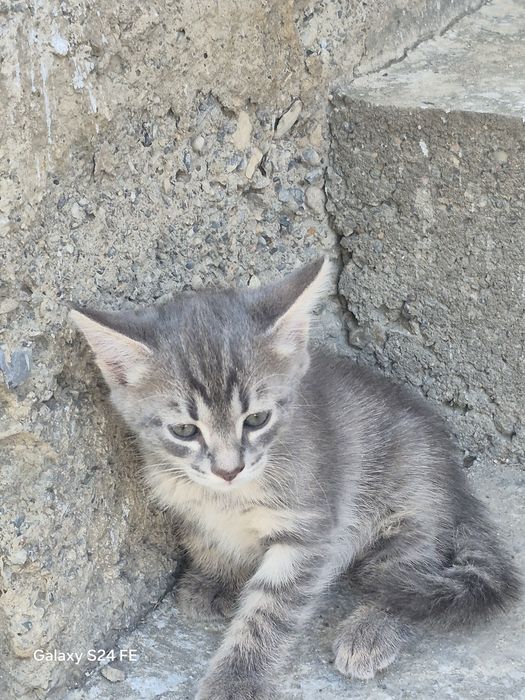 Котенок отдам 1 штук