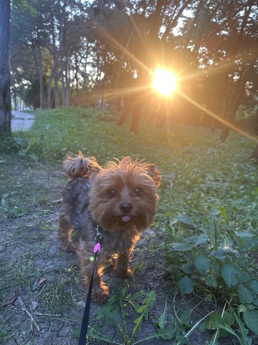 Pet sitter la domiciliu