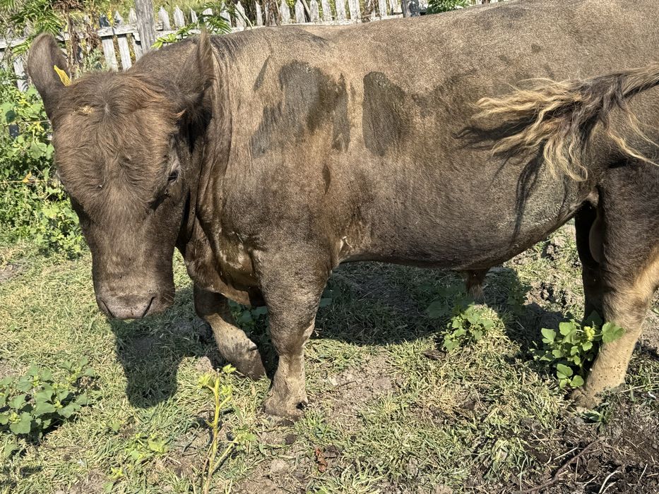 Tauri de vanzare judetul Buzau
