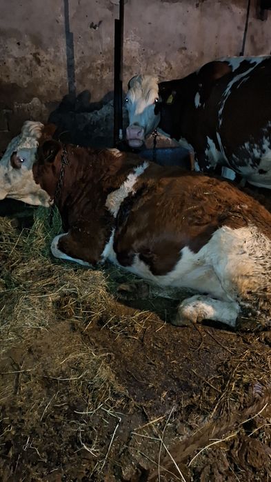 Vând două juninci gestante