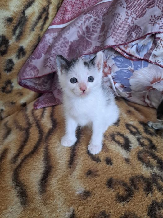 котяток пристраиваю