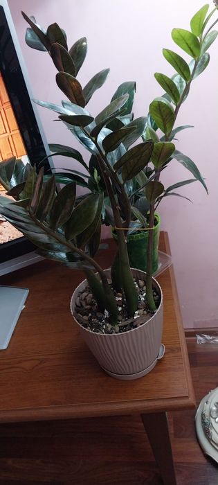 Цветок доллоровое дерево