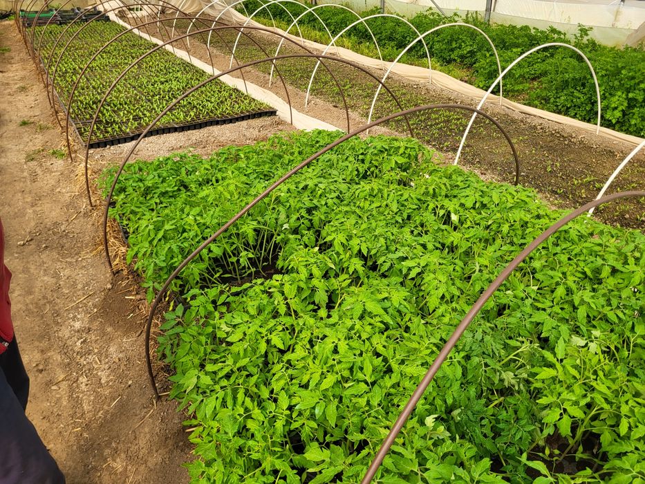 Vând rasaduri tomate,ardei,castraveti din samanta certificata.,dovlecei,vinete
