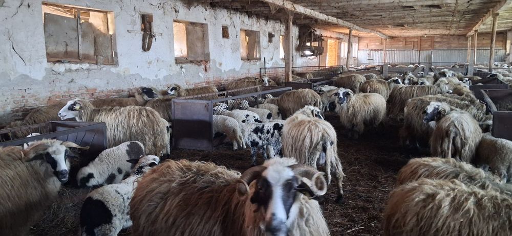 Vand oi cu miei 150buc