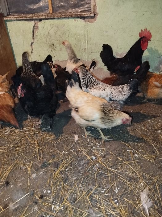Продам кур домашние