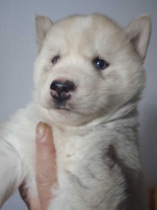 Сибирско хъски мъжко