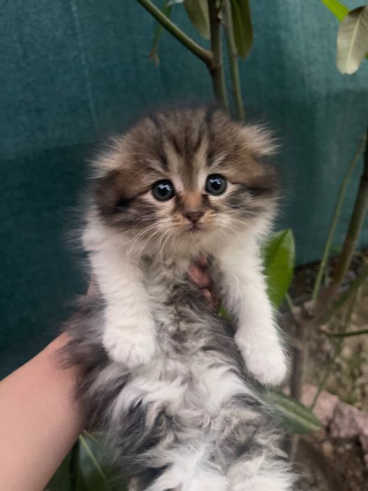 Мамины вислоушки! Котята-метисы от Scottish Fold