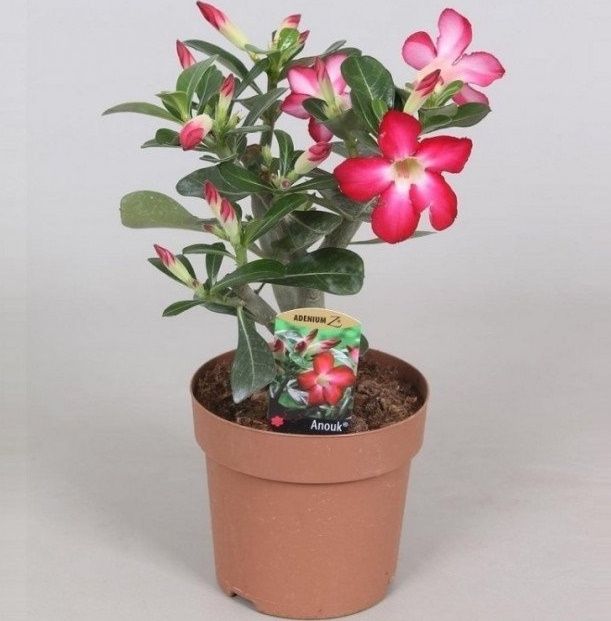 Адениумы роза пустыни