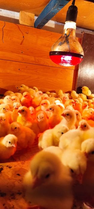 Продам бройлеров цыплят привиты