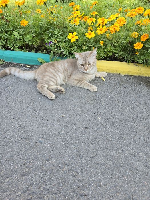 Красивый котик в добрые руки